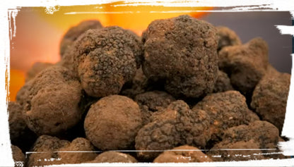 Schwarze Sommertrüffel (Tuber Aestivum - Scorzone) - (Anzahl 1 = 500 g.)