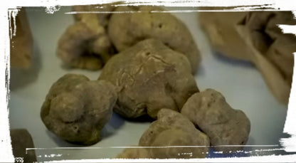 Weißer Alba Trüffel (Tuber Magnatum Pico) - (Anzahl 1 = 100 g.)