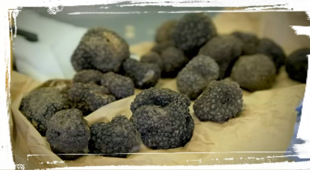 Schwarze Sommertrüffel (Tuber Aestivum - Scorzone) - (Anzahl 1 = 500 g.)