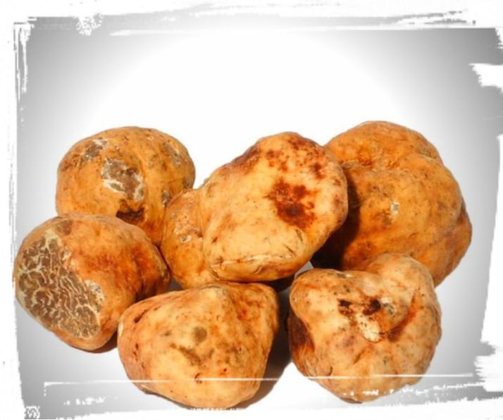 Weißer Märztrüffel / Bianchetti Trüffel (Tuber Borchii Vittadini)